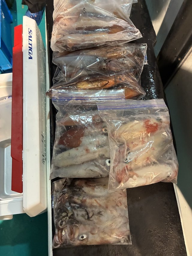 アカイカ(ケンサキイカ)