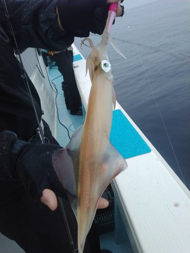 イカ(ヤリイカ)