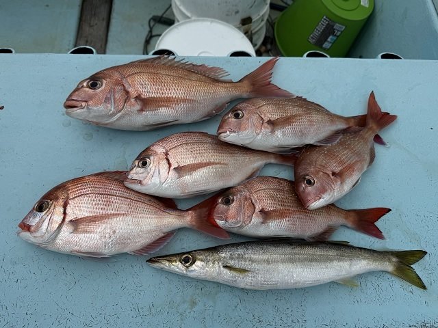 マダイ・カマス(アカカマス)