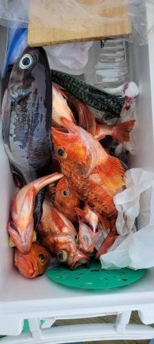 アラ・アジ(マアジ)・クロムツ・オキメバル(ウスメバル)・オキカサゴ(ユメカサゴ)