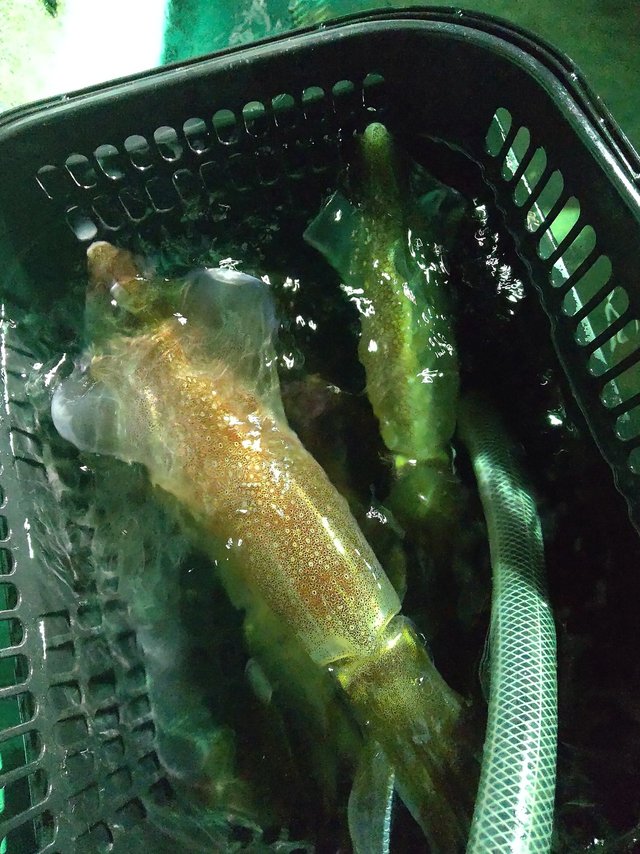 シロイカ(ケンサキイカ)