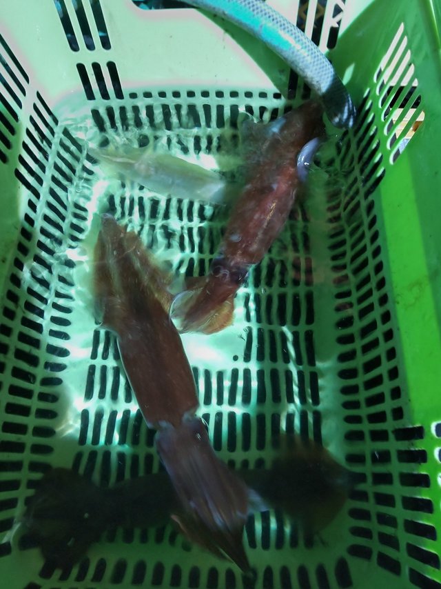 シロイカ(ケンサキイカ)・スルメ(スルメイカ)