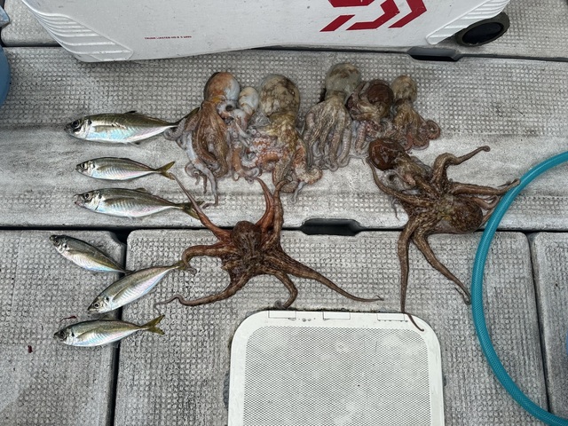 アジ(マアジ)・タコ(マダコ)