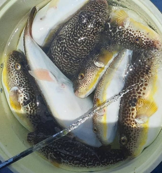 ショウサイフグ