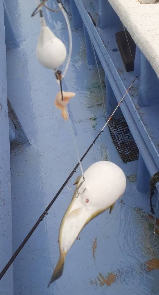 ショウサイフグ