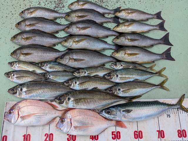 チダイ・アジ(マアジ)・イサギ(イサキ)・マサバ