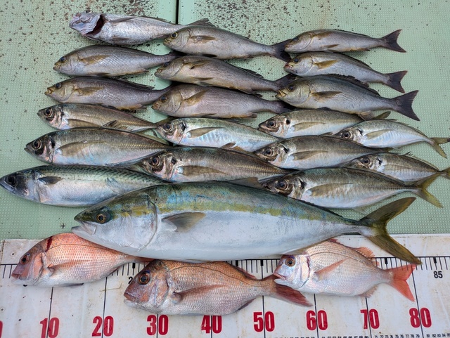 タイ(マダイ)・チダイ・アジ(マアジ)・メジロ(ブリ)・イサギ(イサキ)・マサバ