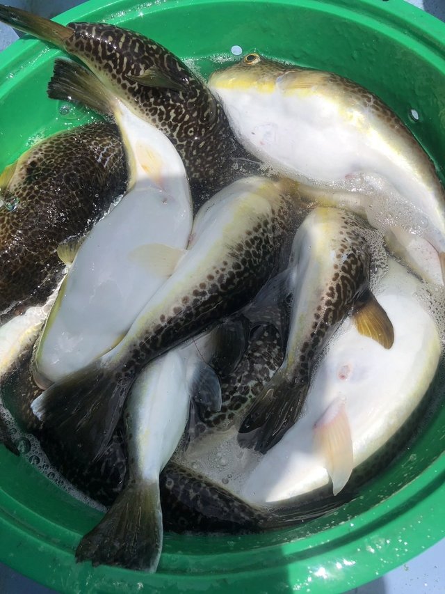 ショウサイフグ