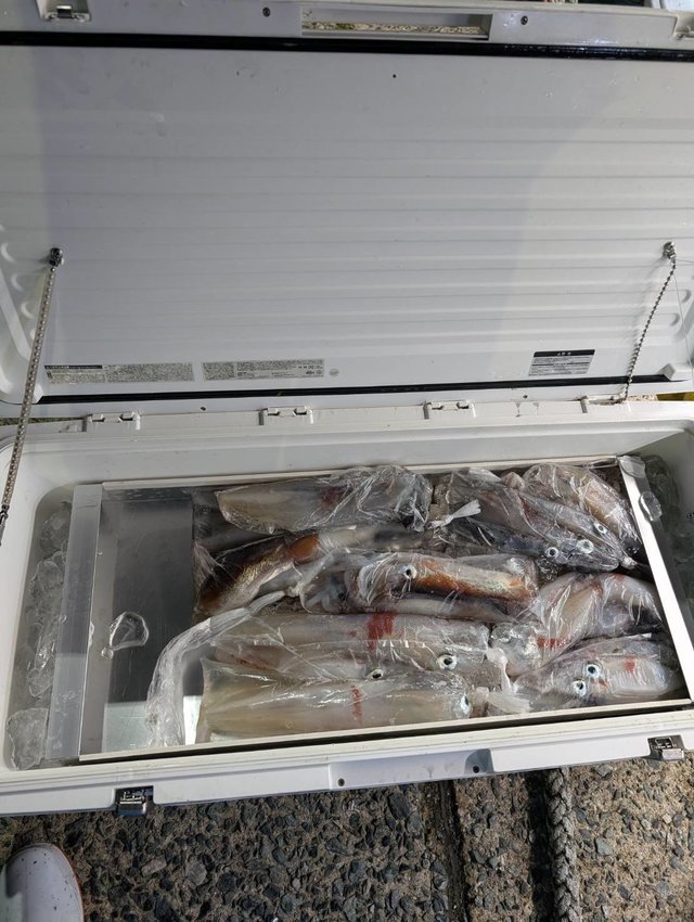 イカ(ヤリイカ)