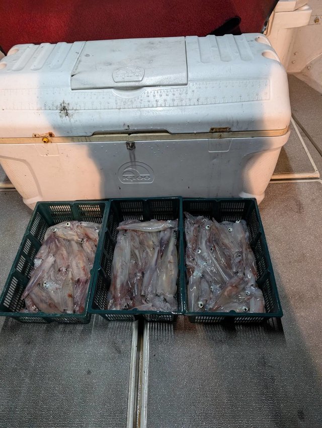 イカ(ヤリイカ)