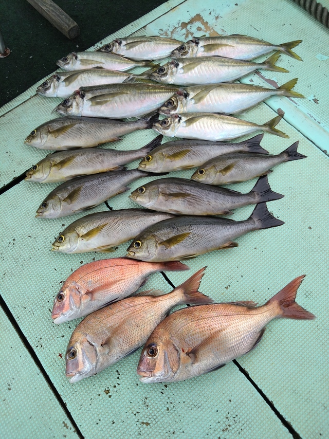 タイ(マダイ)・アジ(マアジ)・イサギ(イサキ)