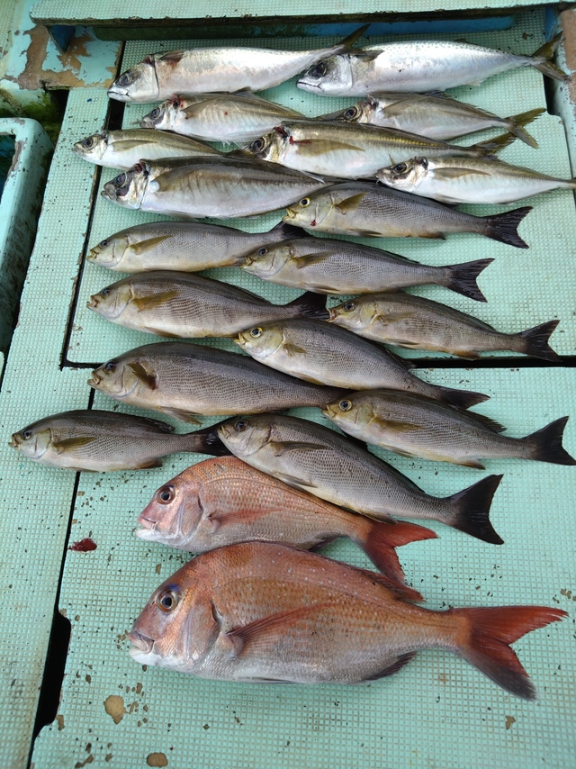 タイ(マダイ)・アジ(マアジ)・イサギ(イサキ)・サバ(マサバ)