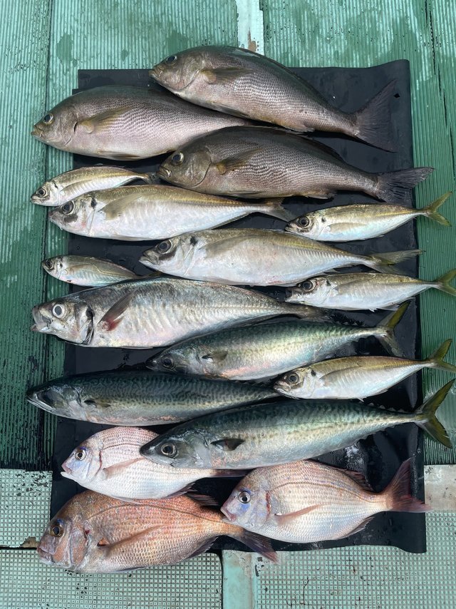 チャリコ(マダイ)・マアジ・イサキ・マサバ