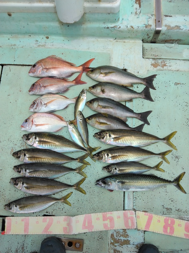 マダイ・チダイ・マアジ・イサギ(イサキ)・マサバ