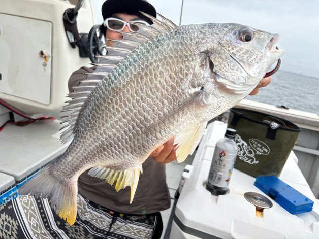 チヌ(クロダイ)