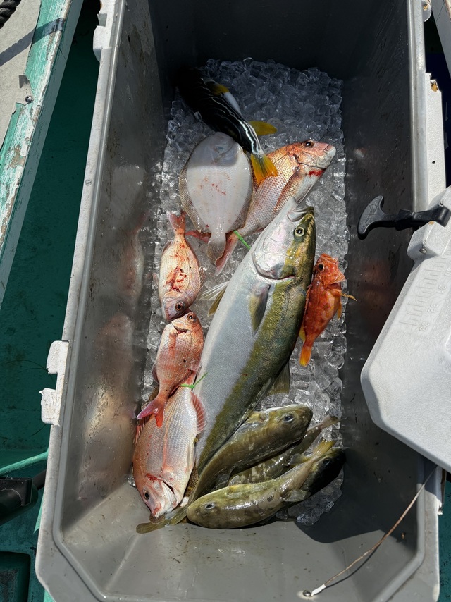 タイ(マダイ)・ワラサ(ブリ)・ガンゾウヒラメ(ガンゾウビラメ)