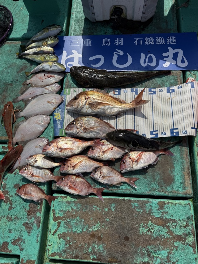 タイ(マダイ)・ホウボウ・マゴチ・ガンゾウヒラメ(ガンゾウビラメ)・トラフグ・サバフグ(シロサバフグ)