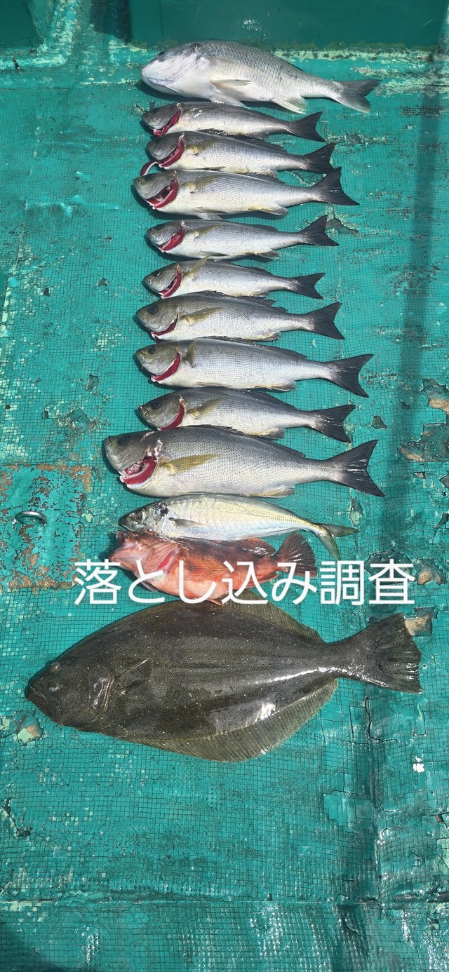 イサギ(イサキ)・ヒラメ