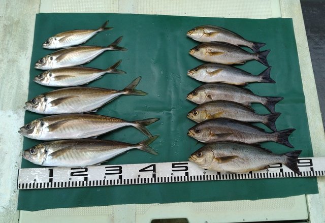 マアジ・イサギ(イサキ)