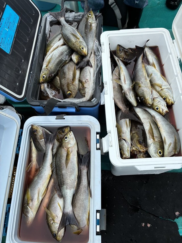 イサギ(イサキ)