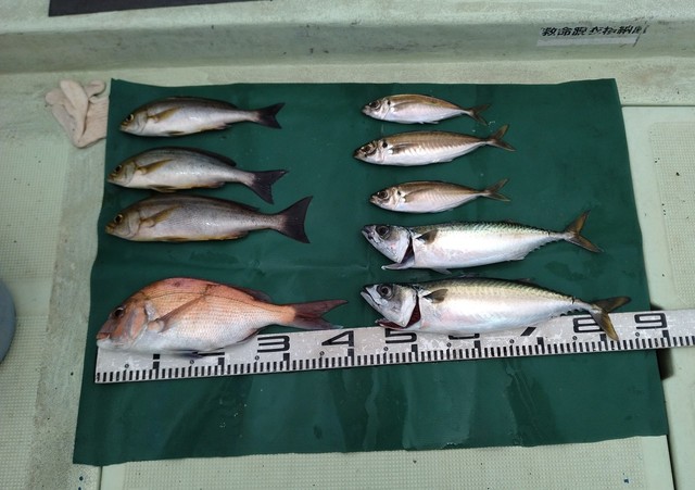 マダイ・マアジ・イサギ(イサキ)・マサバ