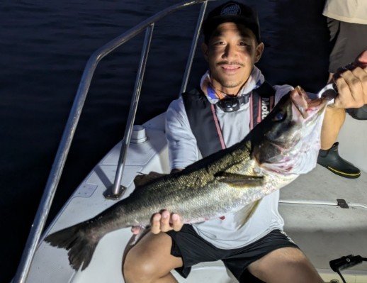 シーバス(スズキ)