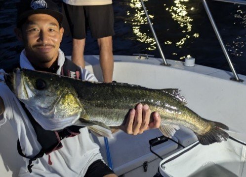 シーバス(スズキ)