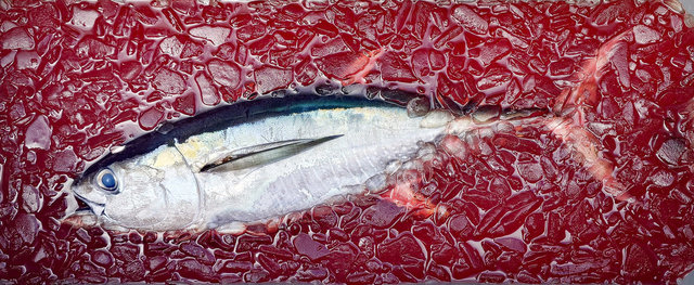 キメジ(キハダ)