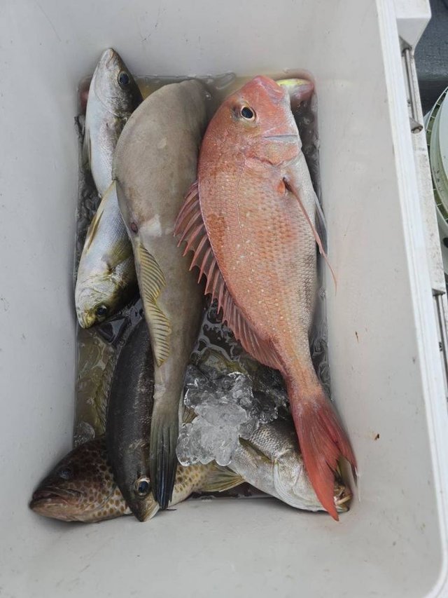 マダイ・ウマヅラ(ウマヅラハギ)