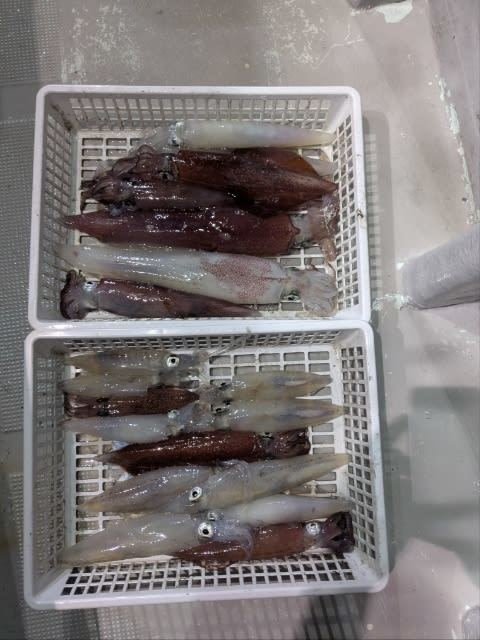 アカイカ(ケンサキイカ)