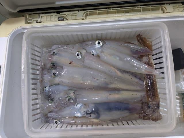 アカイカ(ケンサキイカ)