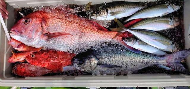 マダイ・アジ(マアジ)・メダイ・オニカサゴ