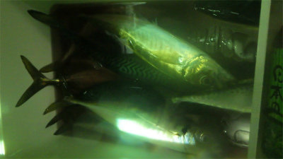 アジ(マアジ)・サバ(ゴマサバ)