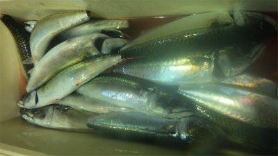 アジ(マアジ)・サバ(ゴマサバ)