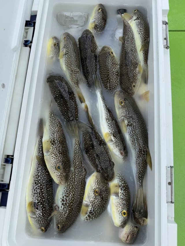 フグ(ショウサイフグ)