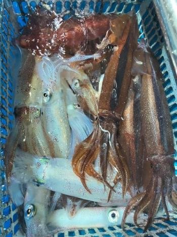 スルメ(スルメイカ)・マイカ(ケンサキイカ)