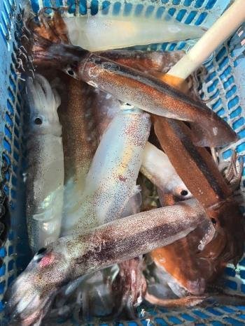 スルメ(スルメイカ)・マイカ(ケンサキイカ)