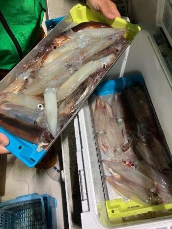 スルメ(スルメイカ)・マイカ(ケンサキイカ)