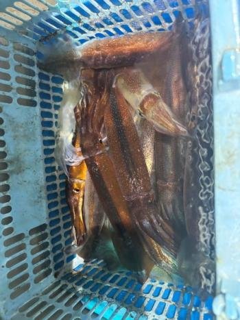 スルメイカ・マイカ(ケンサキイカ)