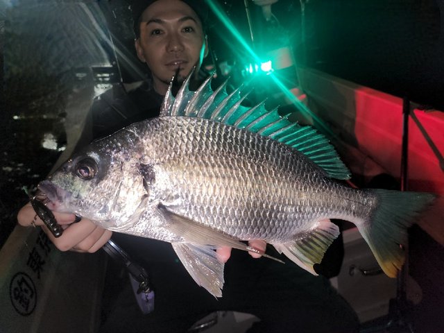 チヌ(クロダイ)