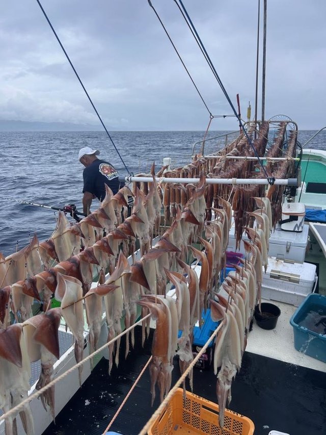 スルメ(スルメイカ)