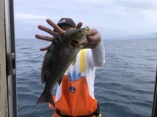 イサギ(イサキ)