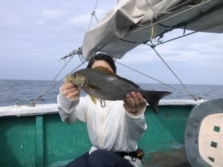 イサギ(イサキ)