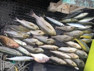 グレ(メジナ)・ムロアジ・ウメイロ・イサギ(イサキ)