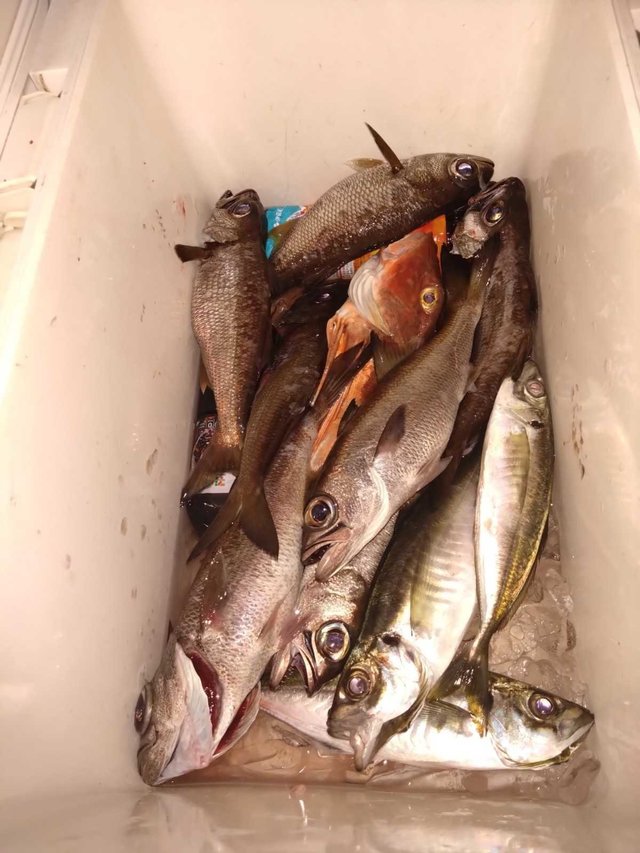 アジ(マアジ)・クロムツ・ホウボウ