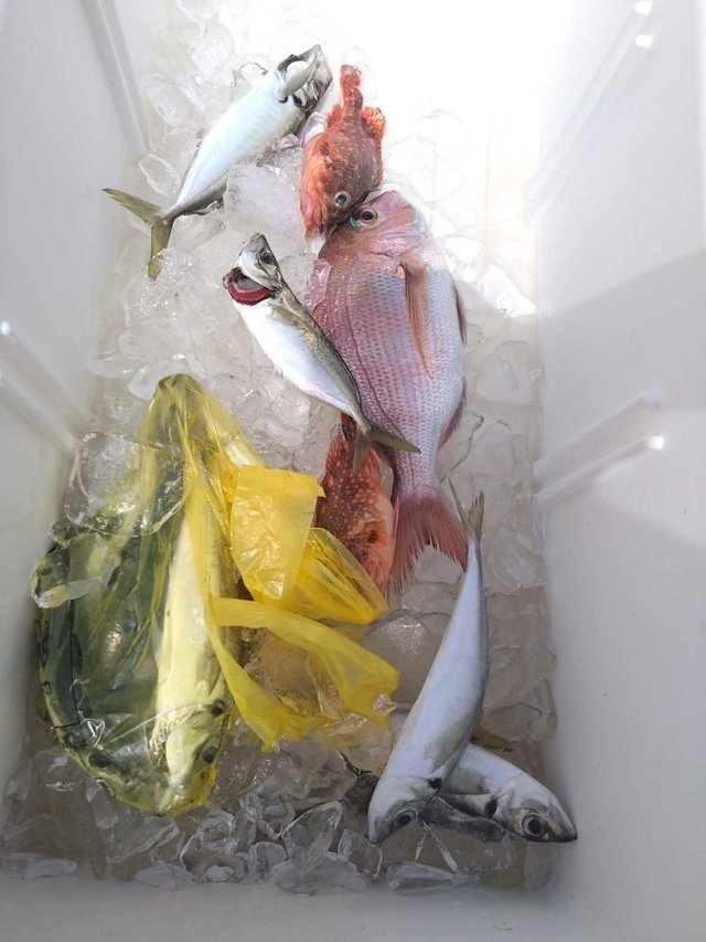 マダイ・アジ(マアジ)・カサゴ