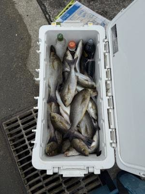 イサギ(イサキ)