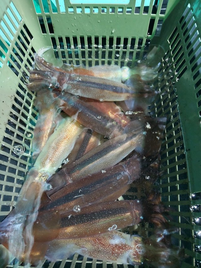 スルメ(スルメイカ)