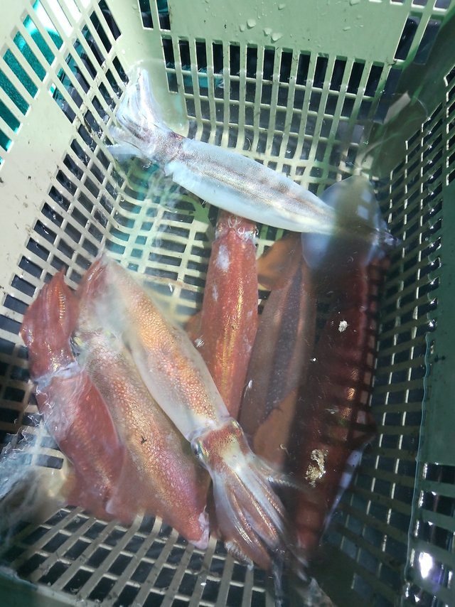 スルメ(スルメイカ)