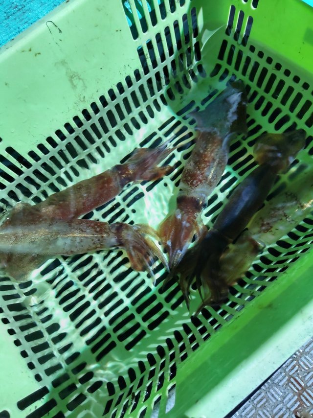 スルメ(スルメイカ)